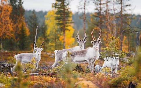 Mùa Thu Phần Lan ảnh Visitfinland Fi